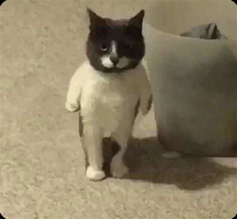 cat standing up meme